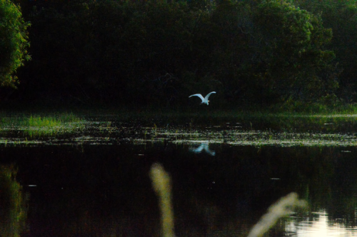 Marsh on the outer banks