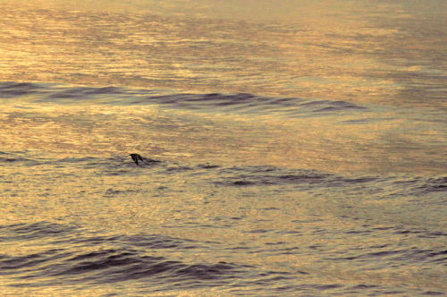 Birds hunting for fish